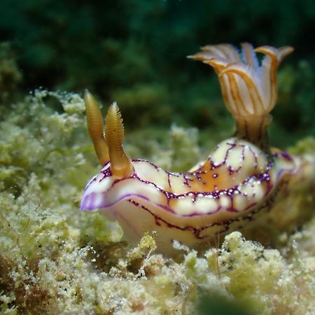 Amila Dive Beach Resort Sipalay Buitenkant foto