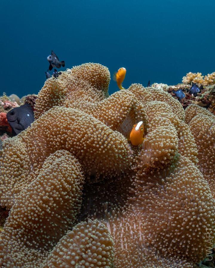 Amila Dive Beach Resort Sipalay Buitenkant foto