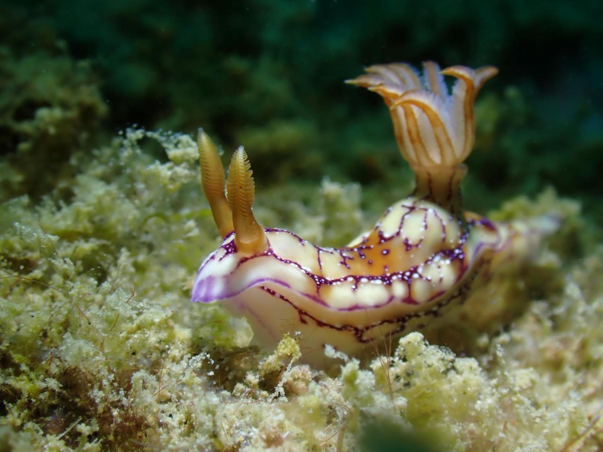 Amila Dive Beach Resort Sipalay Buitenkant foto